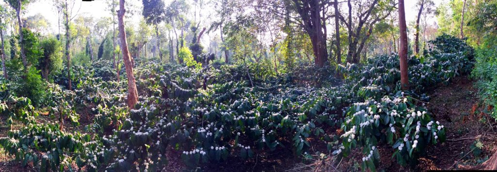 Coorg and Crazy Beans&nbsp;Company